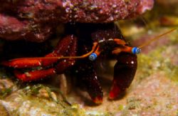Old blue eyes! Tiny hermit crab in Taiwan. These guys oft... by Alex Tattersall 